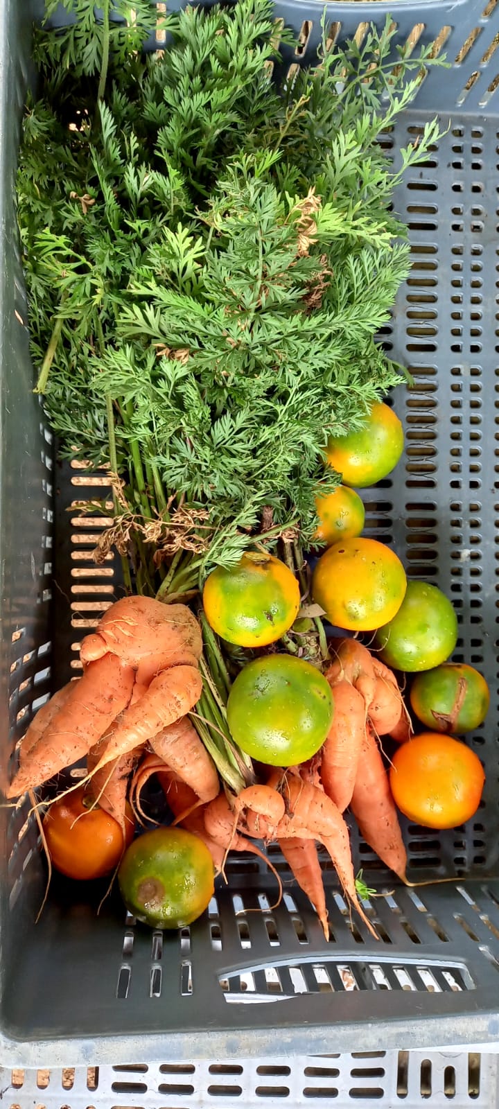 FERTILIZANTE 100% ORGANICO: ✅ Pack Especial: 2 Bolsas de 2.5 Kg (¡5 Kg Total!) de 🌱 Humus de Lombriz + 📘 Manual de Lombricultura Casera ¡GRATIS!