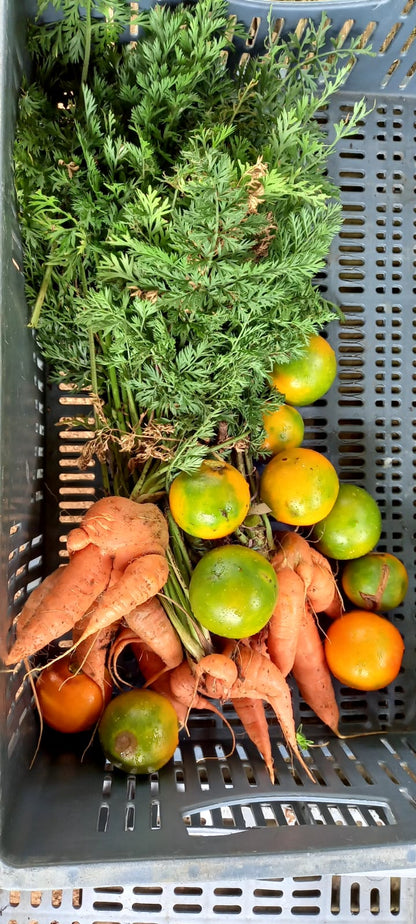FERTILIZANTE 100% ORGANICO: ✅ Pack Especial: 2 Bolsas de 2.5 Kg (¡5 Kg Total!) de 🌱 Humus de Lombriz + 📘 Manual de Lombricultura Casera ¡GRATIS!