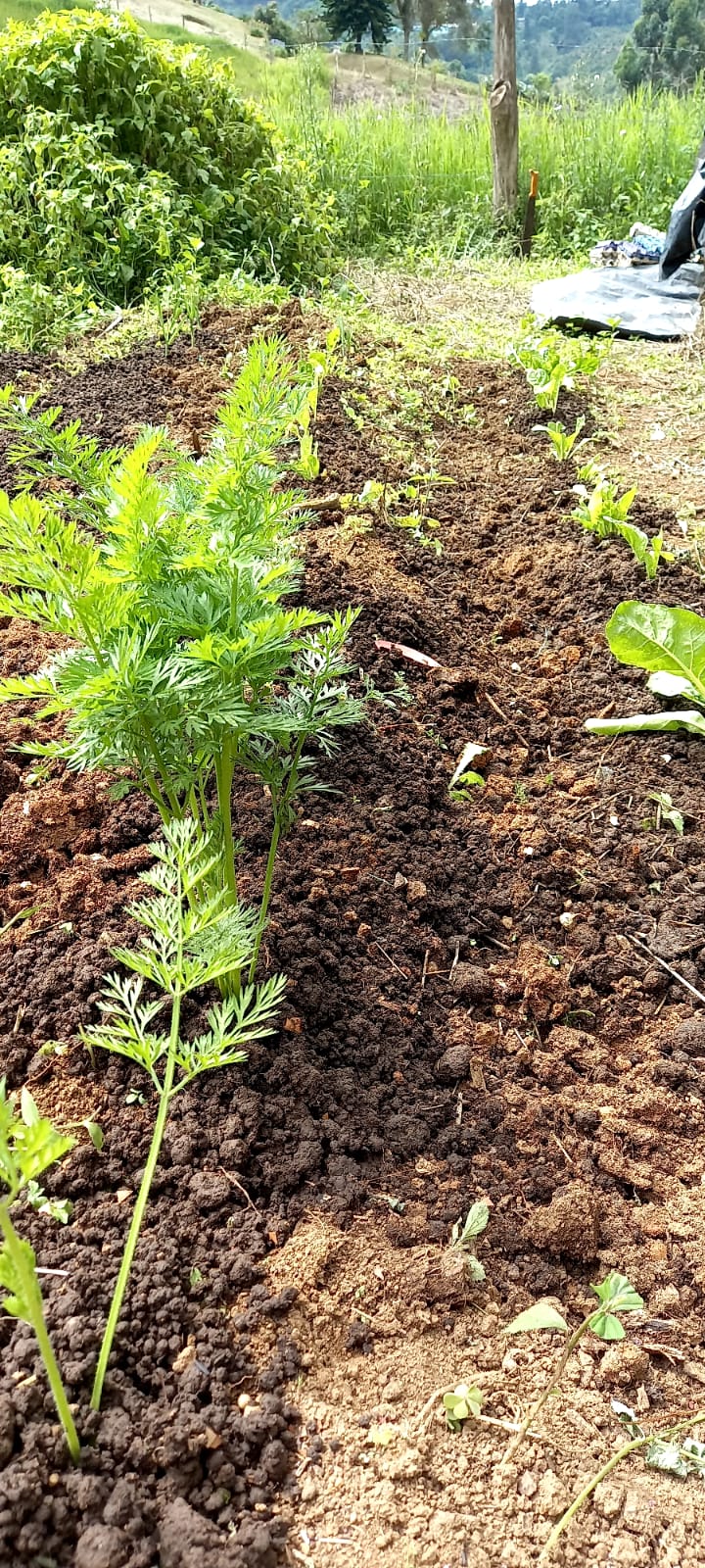 FERTILIZANTE 100% ORGANICO: ✅ Pack Especial: 2 Bolsas de 2.5 Kg (¡5 Kg Total!) de 🌱 Humus de Lombriz + 📘 Manual de Lombricultura Casera ¡GRATIS!