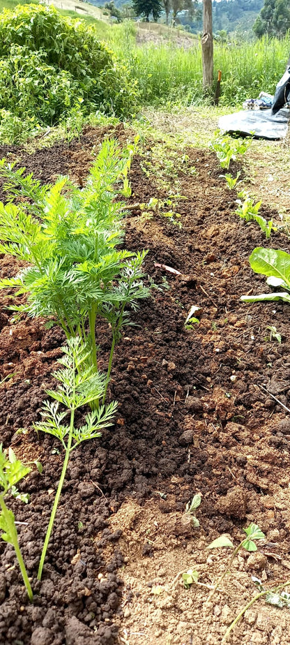 FERTILIZANTE 100% ORGANICO: ✅ Pack Especial: 2 Bolsas de 2.5 Kg (¡5 Kg Total!) de 🌱 Humus de Lombriz + 📘 Manual de Lombricultura Casera ¡GRATIS!