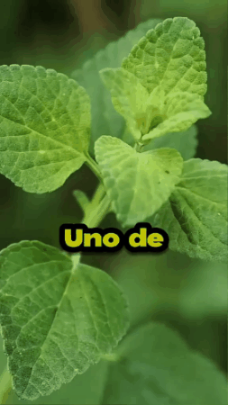 WOW💥 90 Capsulas solo en $69.990🌿 Aceite de Orégano en Cápsulas · Suplemento Natural Diario 💊 6.000mg por porción · Orégano + Semilla Negra Para tu rutina de bienestar natural — IMPORTADO DE USA